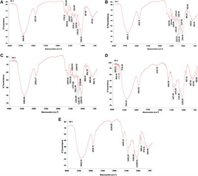 Multistep Structural and Chemical Evaluation of Sugarcane Baggase, Pretreated With Alkali for Enhancing the Enzymatic Saccharification by Cellulase and Xylanase of the Pseudomonas sp. CVB-10 (MK443365) and Bacillus paramycoides T4 (MN370035) Mix-Culture System